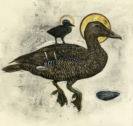 Olivia Lomenech Gill | Eider Duck